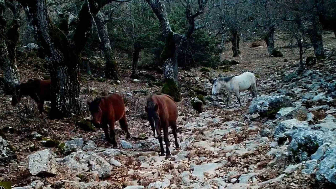 Kovada Gölü Milli Parkında yaban hayatı fotokapana yansıdı