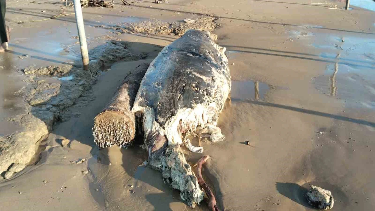 Manavgatta sahile ölü yunus vurdu