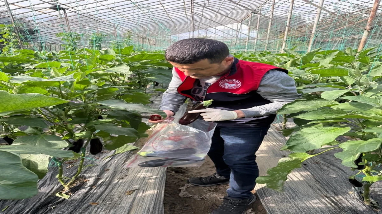 Manavgatta seralarda hasat öncesi pestisit denetimi