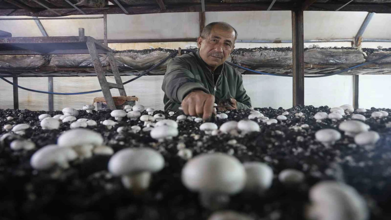 Mantar üreticiliğine ilk adımı ahırda attı, varını yoğunu satıp kurduğu 3 çadırda mantar üretiyor