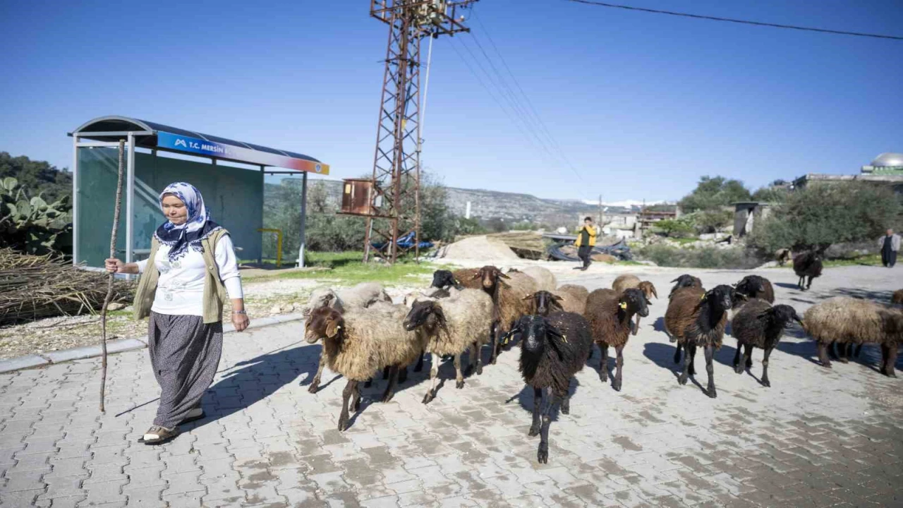 Mersinde 360 yetiştiriciye 9 bin küçükbaş desteği