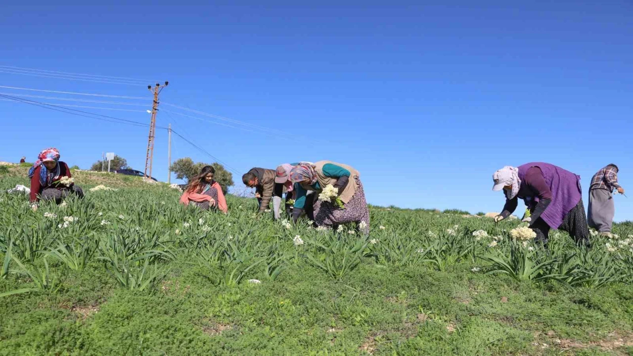 Mersinde atıl araziler nergisle değerlendi, üretim 10 kat arttı
