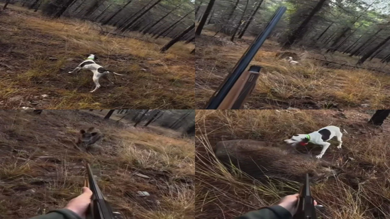 Mersinde av sırasında domuz saldırısı kamerada