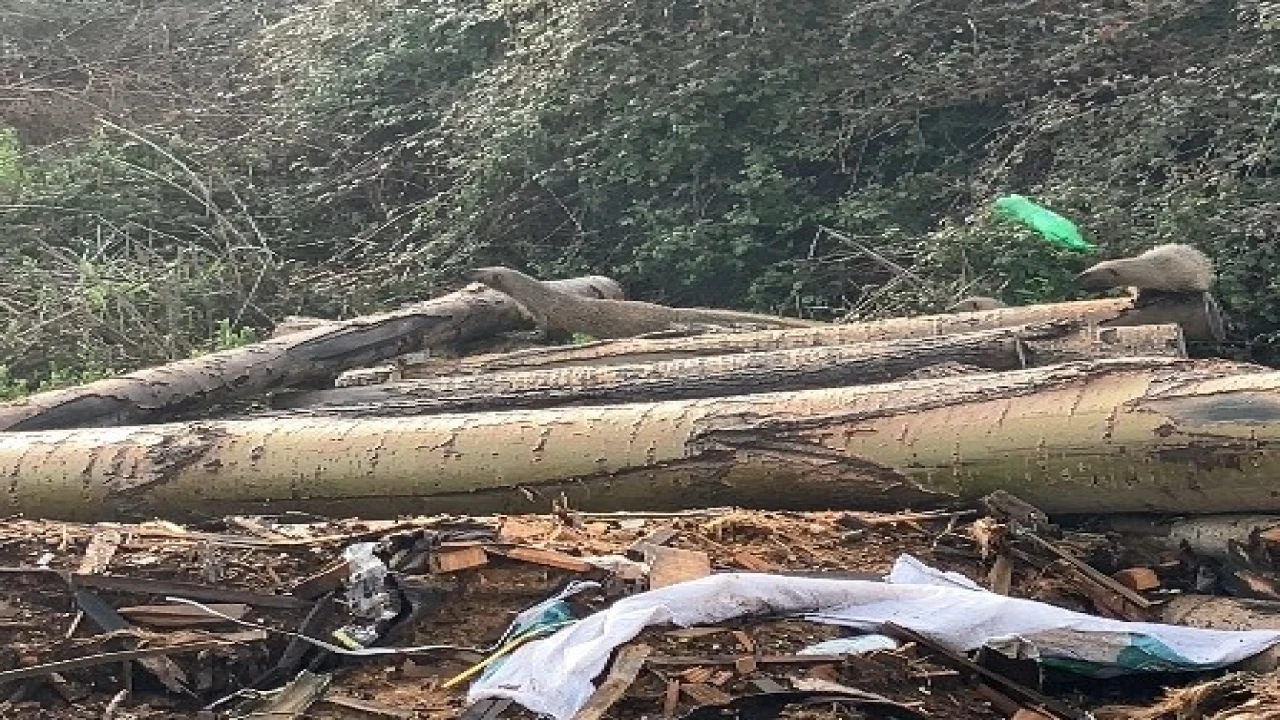 Mersinde sansar ailesi görüntülendi