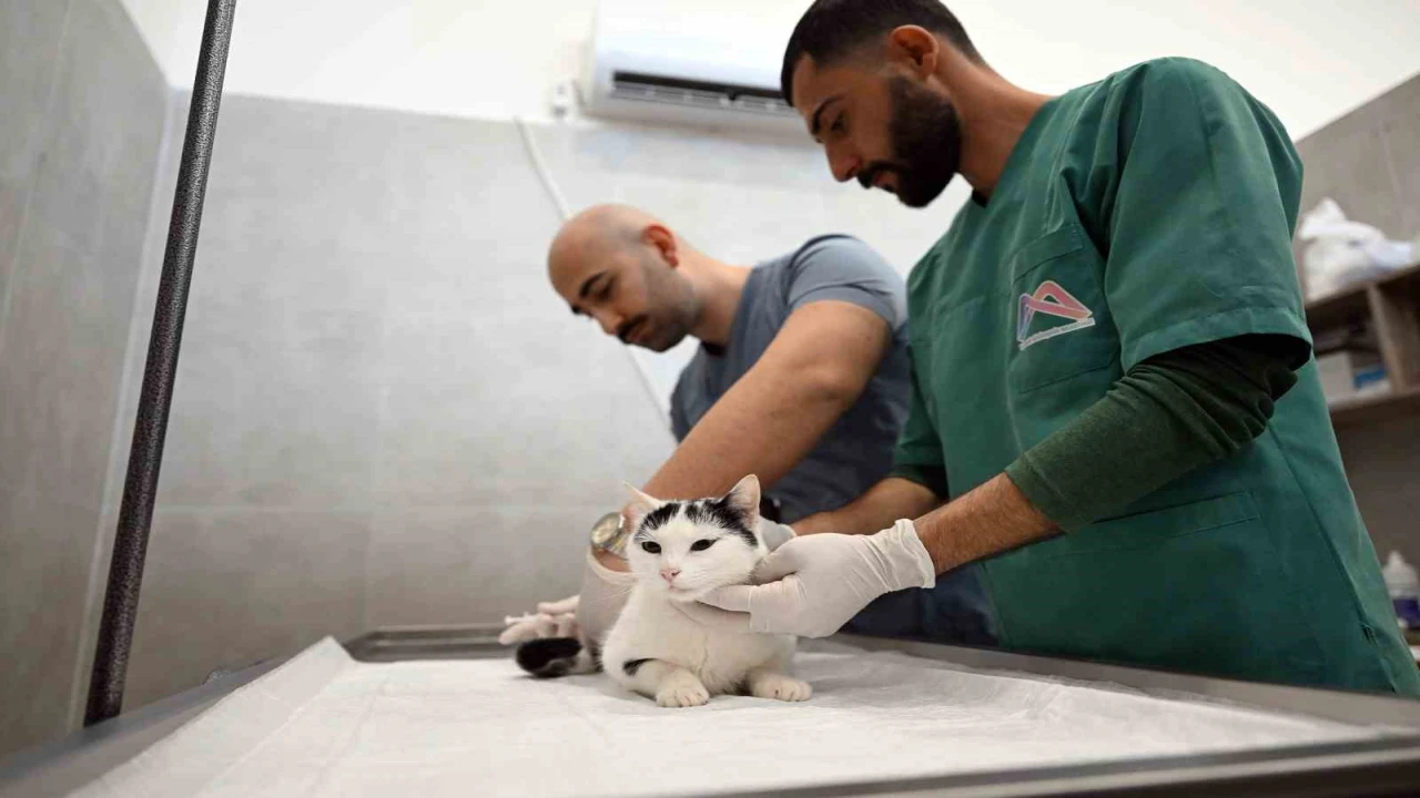 Mersinde sokak kedileri için yeni merkez hizmete girdi