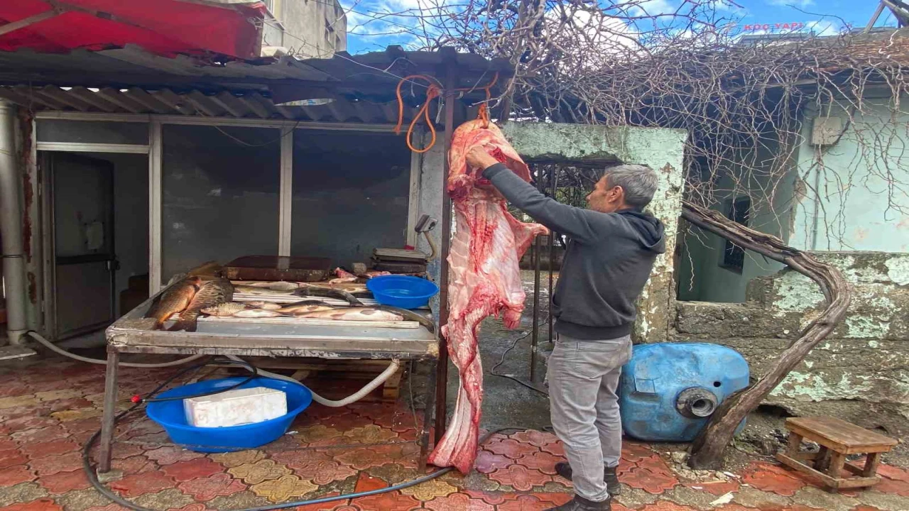 Osmaniyede 2 metrelik dev yayın balığı vatandaşın ilgi odağı oldu