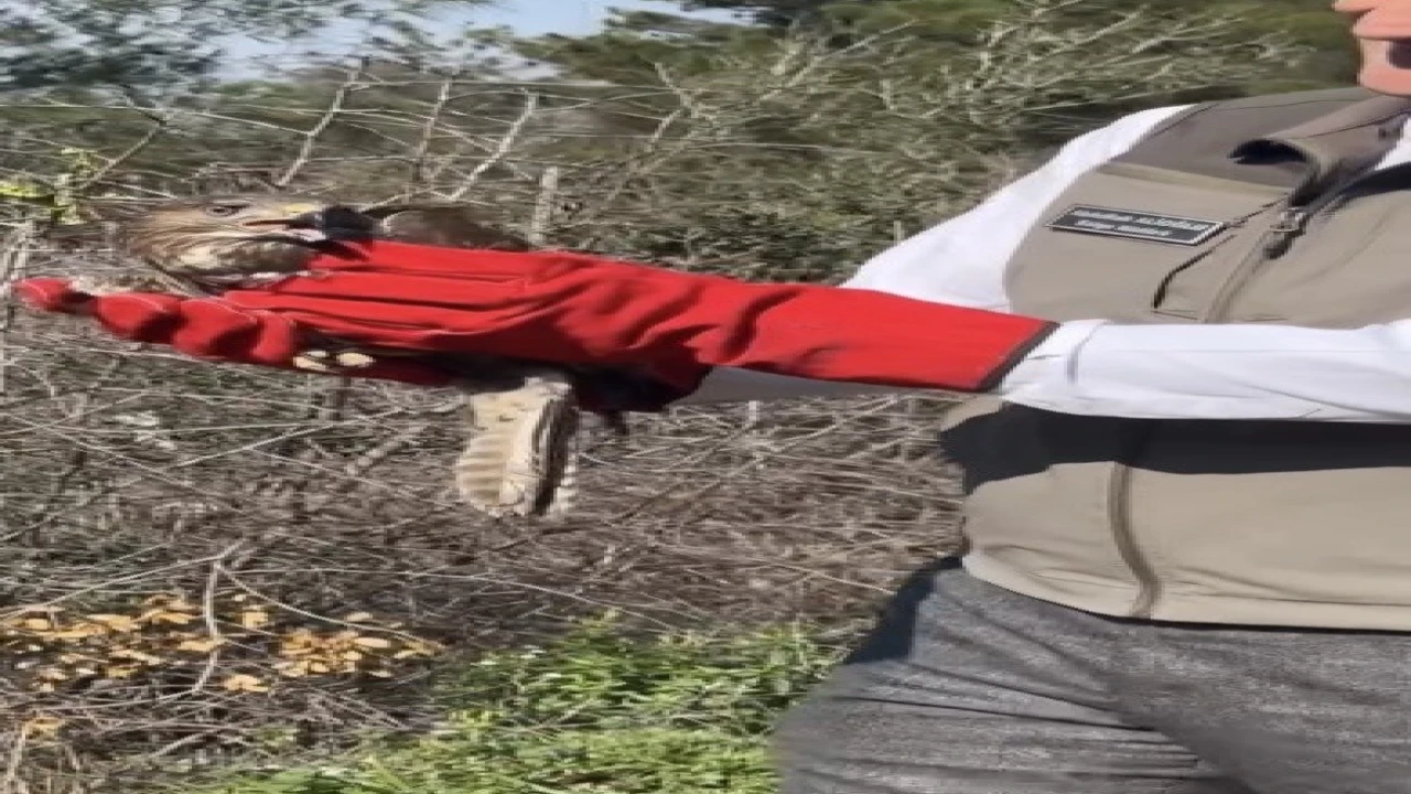 Osmaniyede tedavileri tamamlanan şahinler, doğaya kanat çırptı