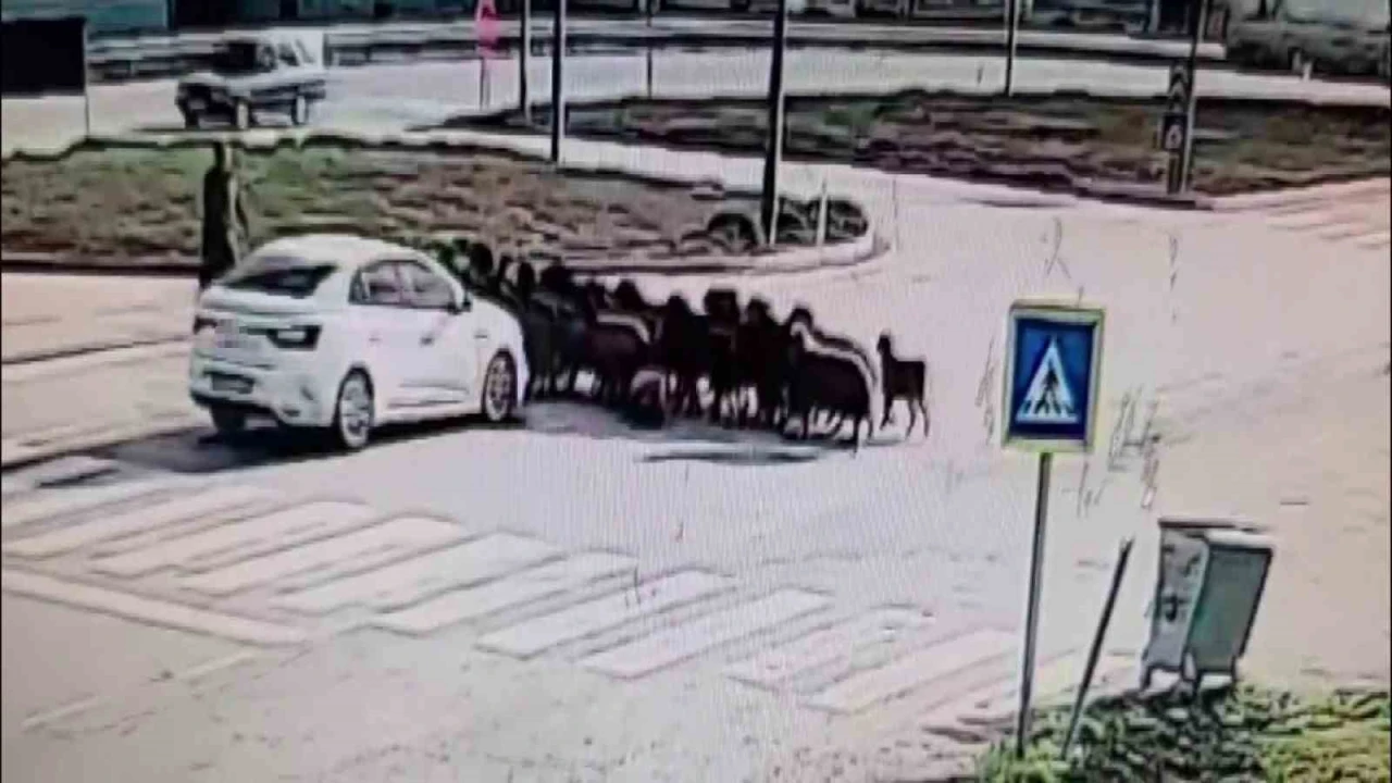 Otomobilin koyun sürüsünün arasına daldığı anlar kamerada