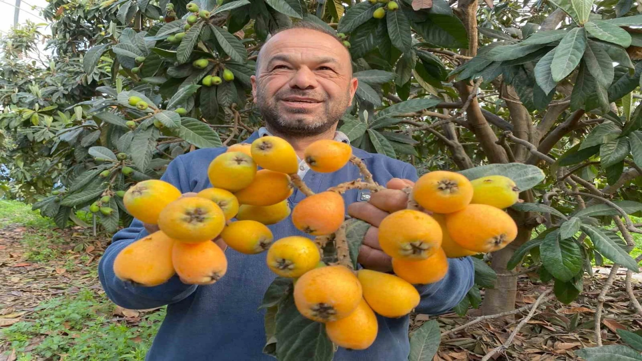 Sarı altın erken geldi: Yenidünya mart ayını beklemedi