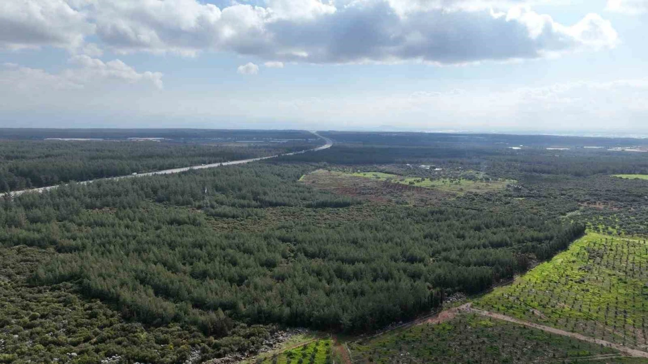 81 İlde 81 Orman projesi ilkbahar dikimleriyle devam ediyor