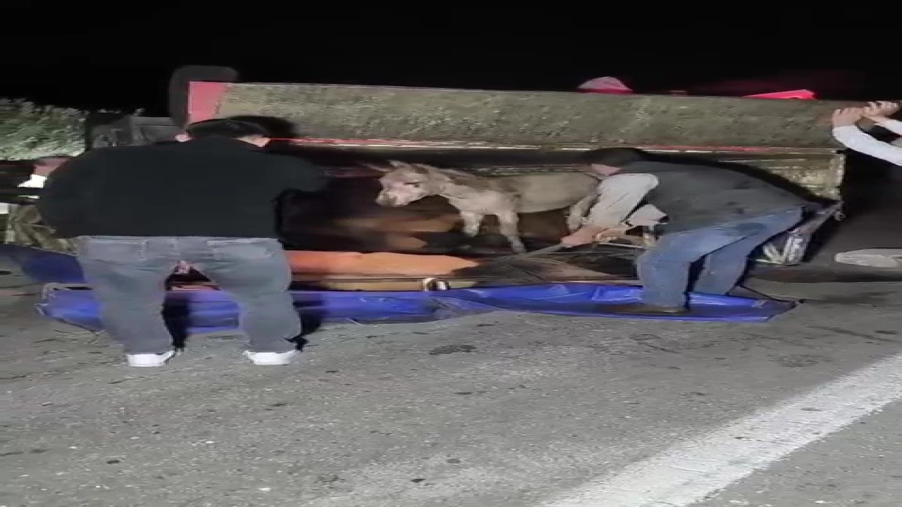 Adanada kasası eşek dolu kamyonet yola devrildi