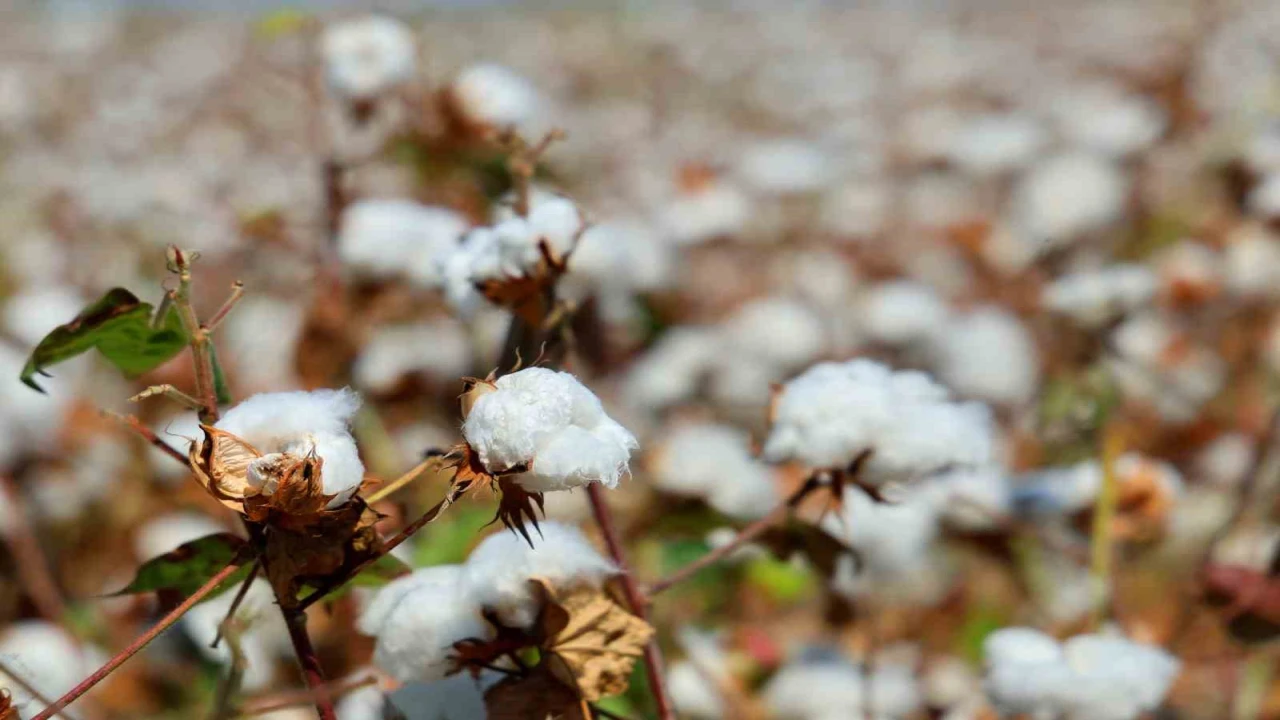 Adanada pamukta pembekurt zararlısına karşı uyarı