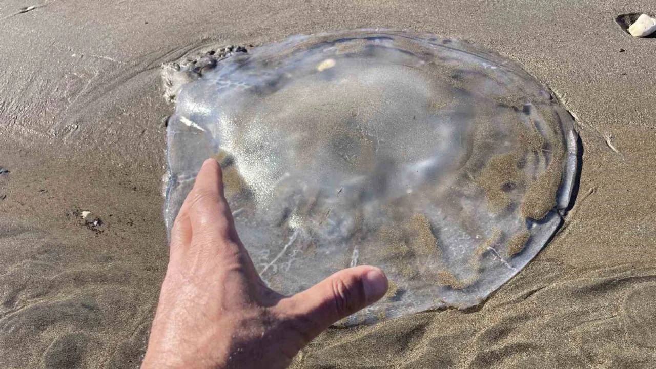 Akdenizdeki zehirli denizanaları Mersin sahillerine vurdu