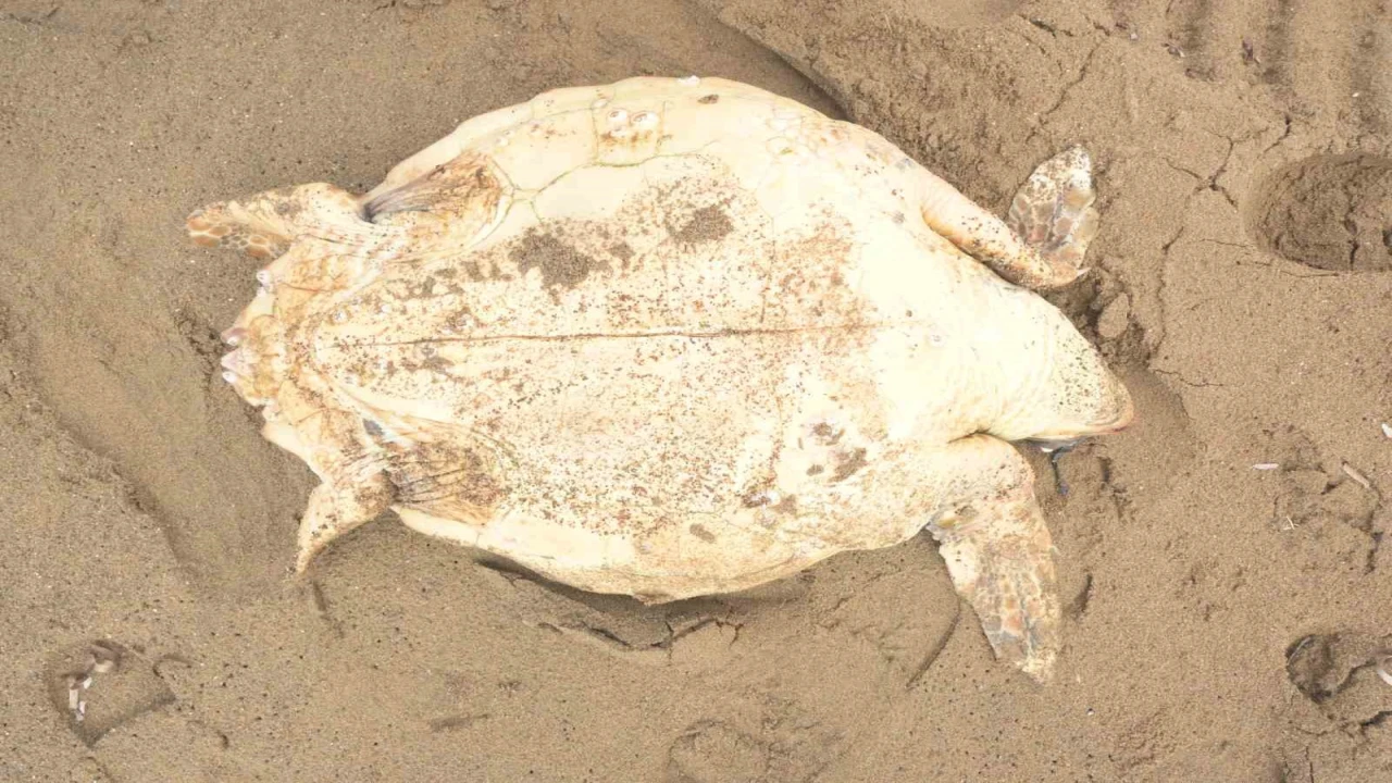 Antalyada ölü caretta caretta kıyıya vurdu