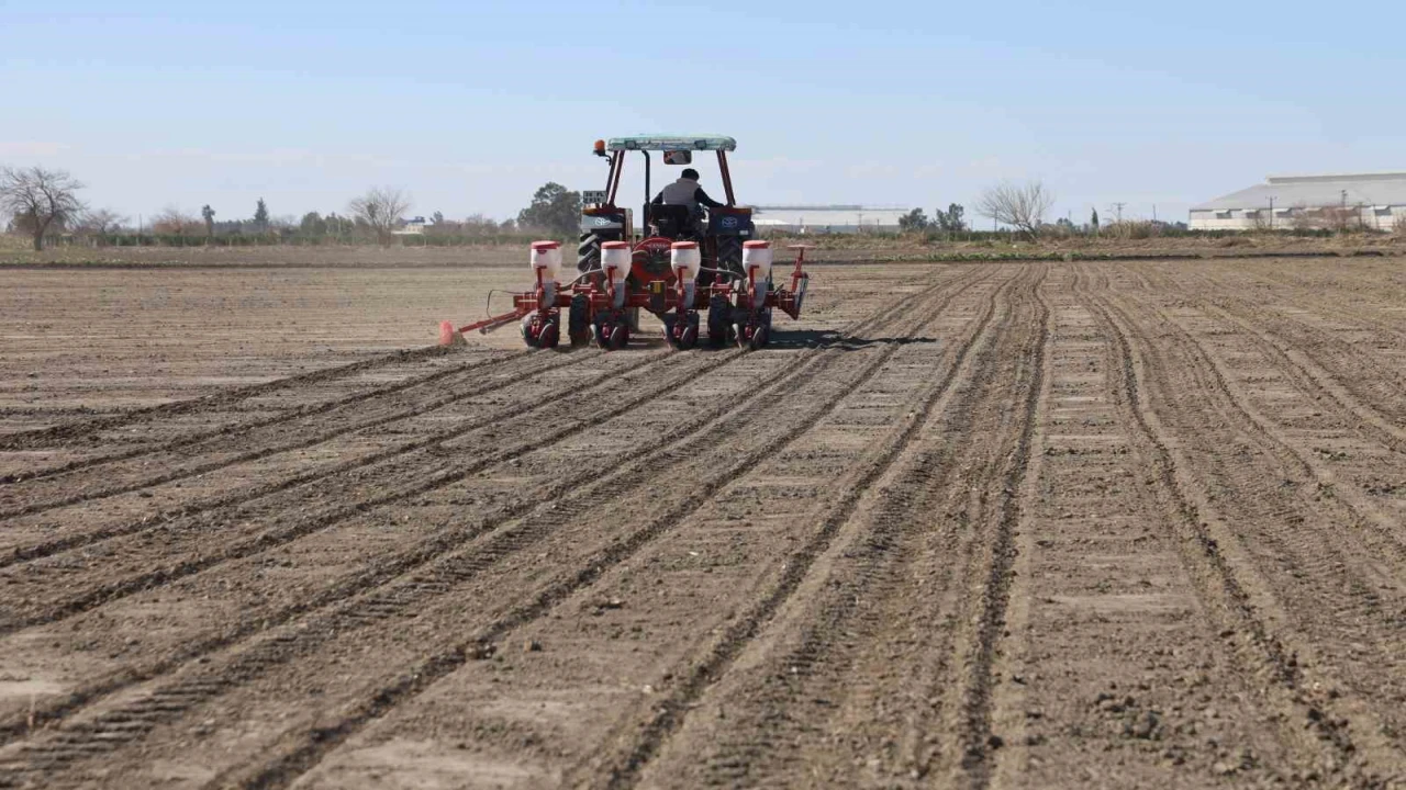 Çukurovanın bereketli toprakları mısır ve ayçiçeği tohumları ile buluştu