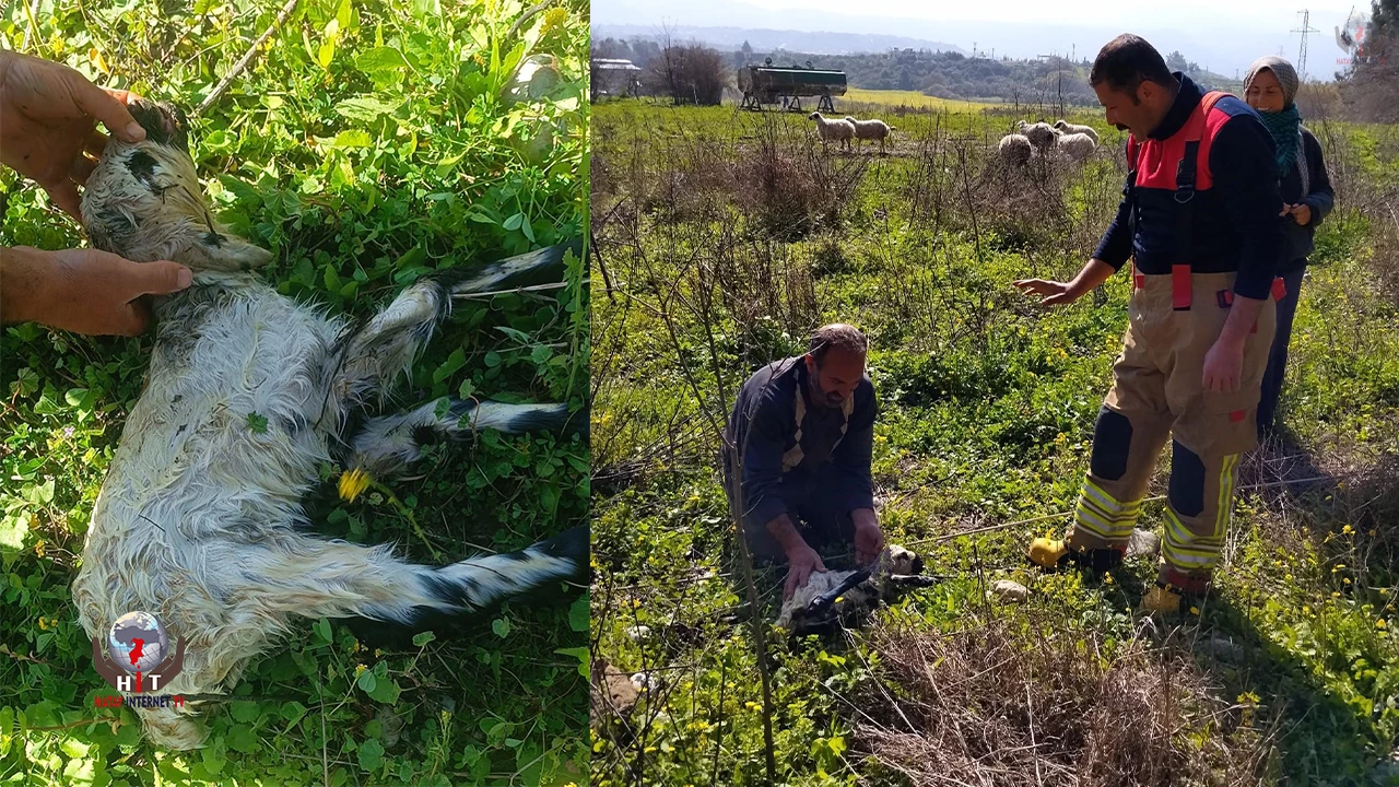 Defnede kuyuya düşen kuzuyu itfaiye kurtardı
