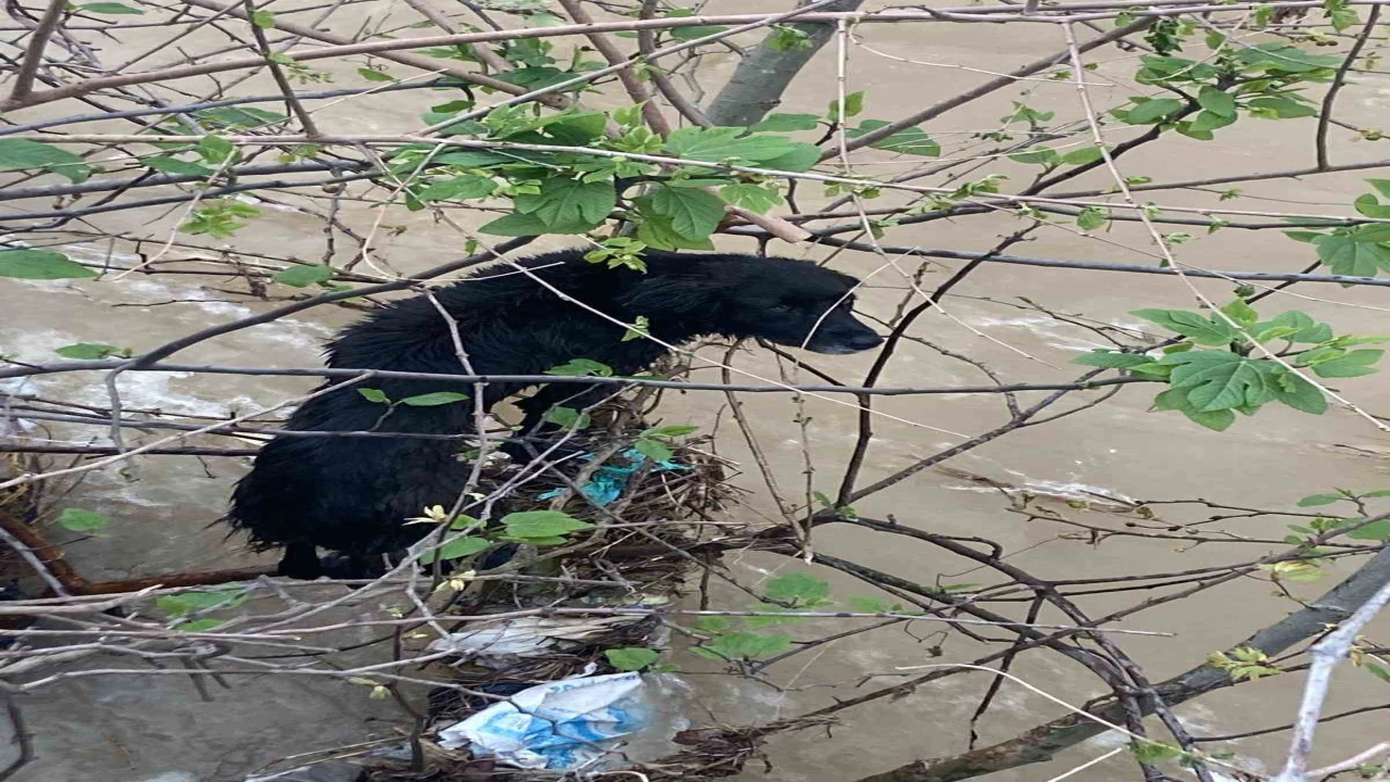 Dereye düşen köpek zorlu operasyonla kurtarıldı