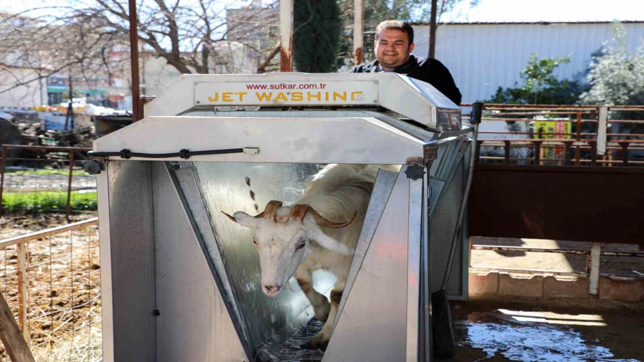 Döşemealtında küçükbaş hayvanlara ücretsiz parazit uygulaması