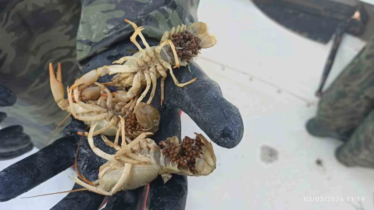 Eğirdir Gölünde kaçak pinterlere el konuldu, kerevitler göle bırakıldı