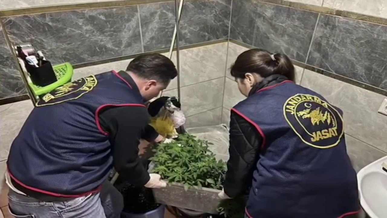 Evlerinde saksı içerisinde kenevir yetiştiren tacirlere operasyon