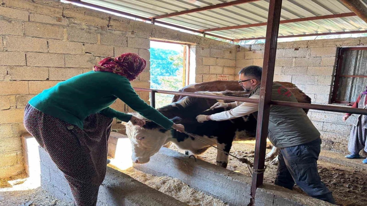 Gazipaşada hayvan sağlığı için sahada yoğun mesai