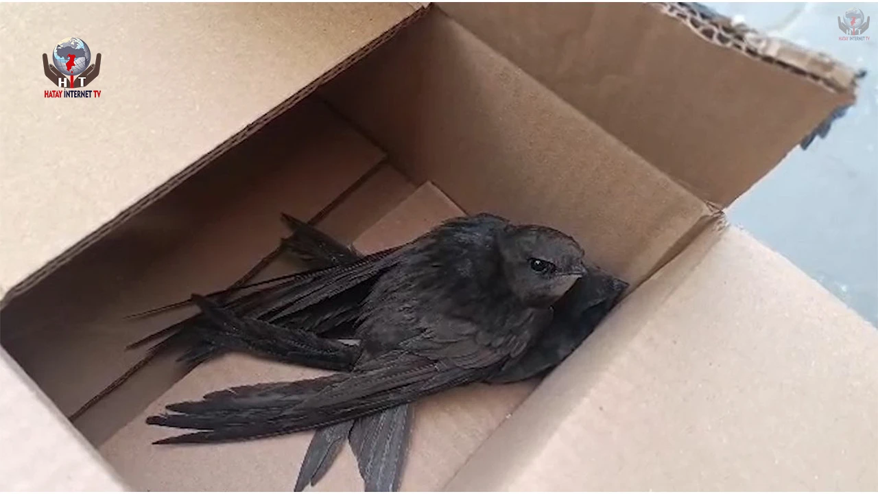 Göç yolunda yorgun düşen Ebabil kuşlarına polisten yürek ısıtan şefkat