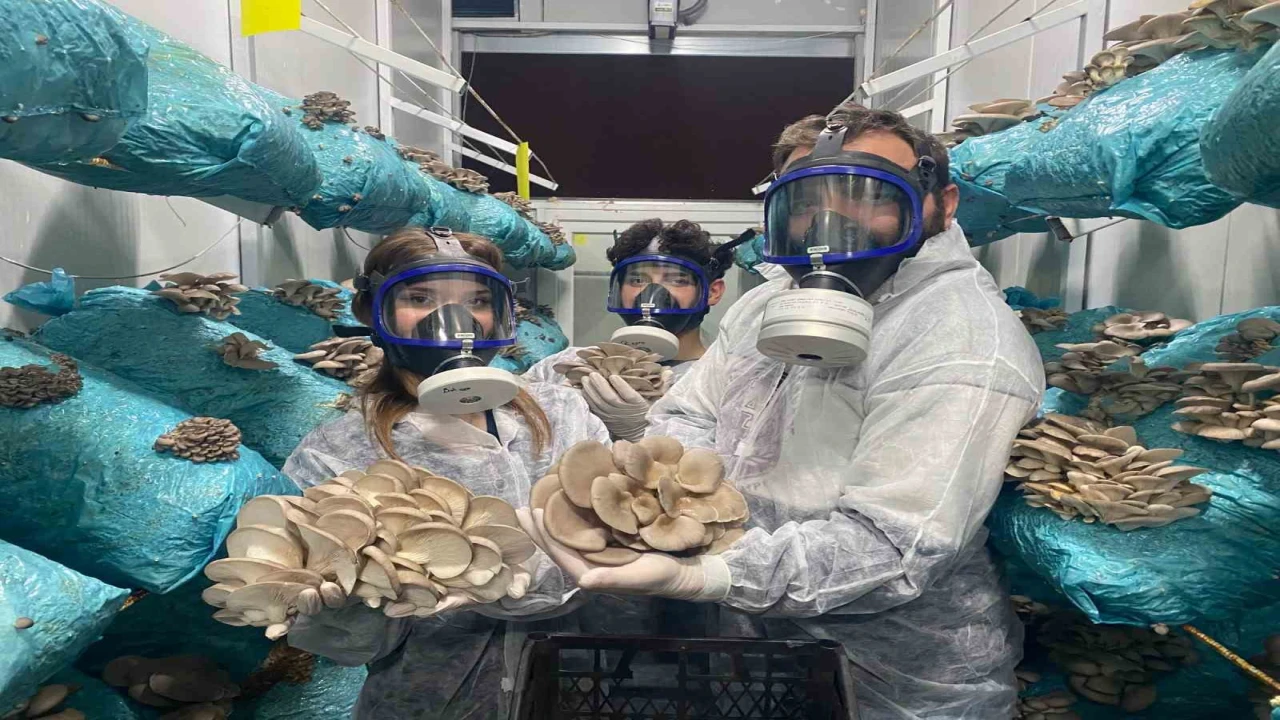 Hobi olarak başladığı mantar yetiştiriciliğinde günde 1 tona yakın hasat elde ediyor