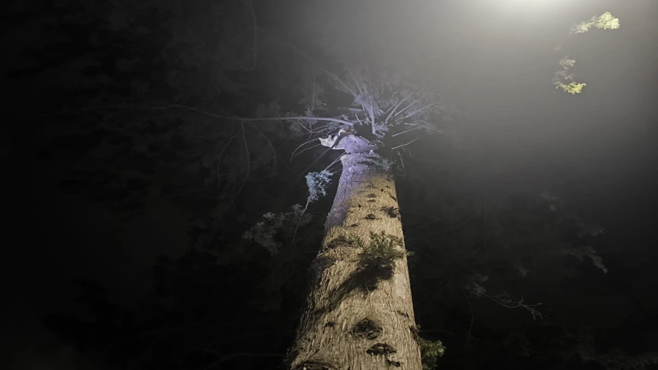 İskenderunda ağaçta mahsur kalan kediyi itfaiye kurtardı