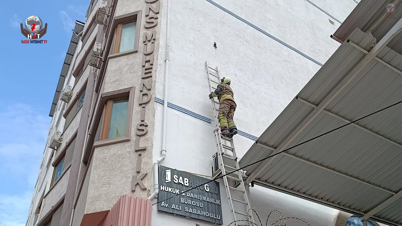 İskenderunda ipe dolanan kuş kurtarıldı