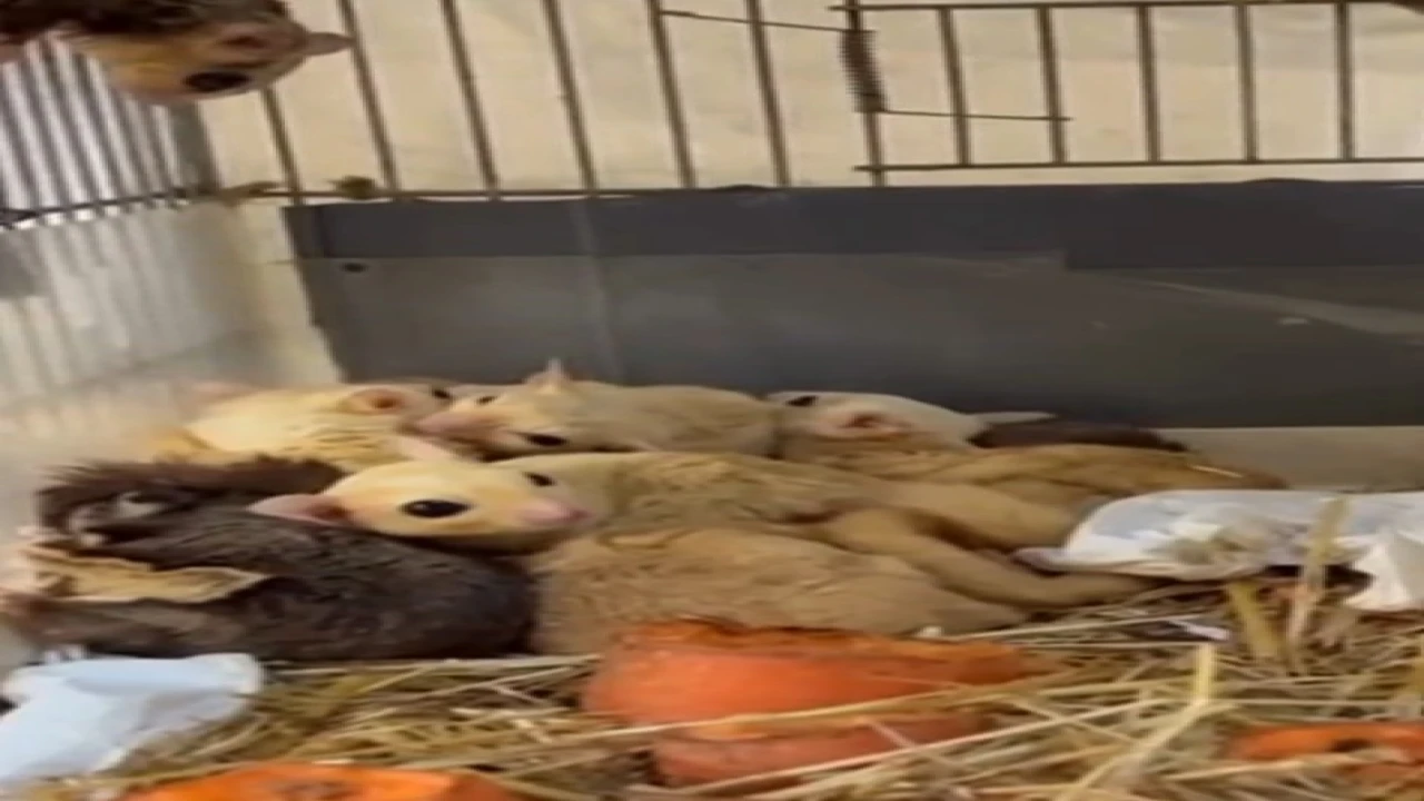 Ispartada 33 şeker planörü ve 2 Arap tavşanı ele geçirildi