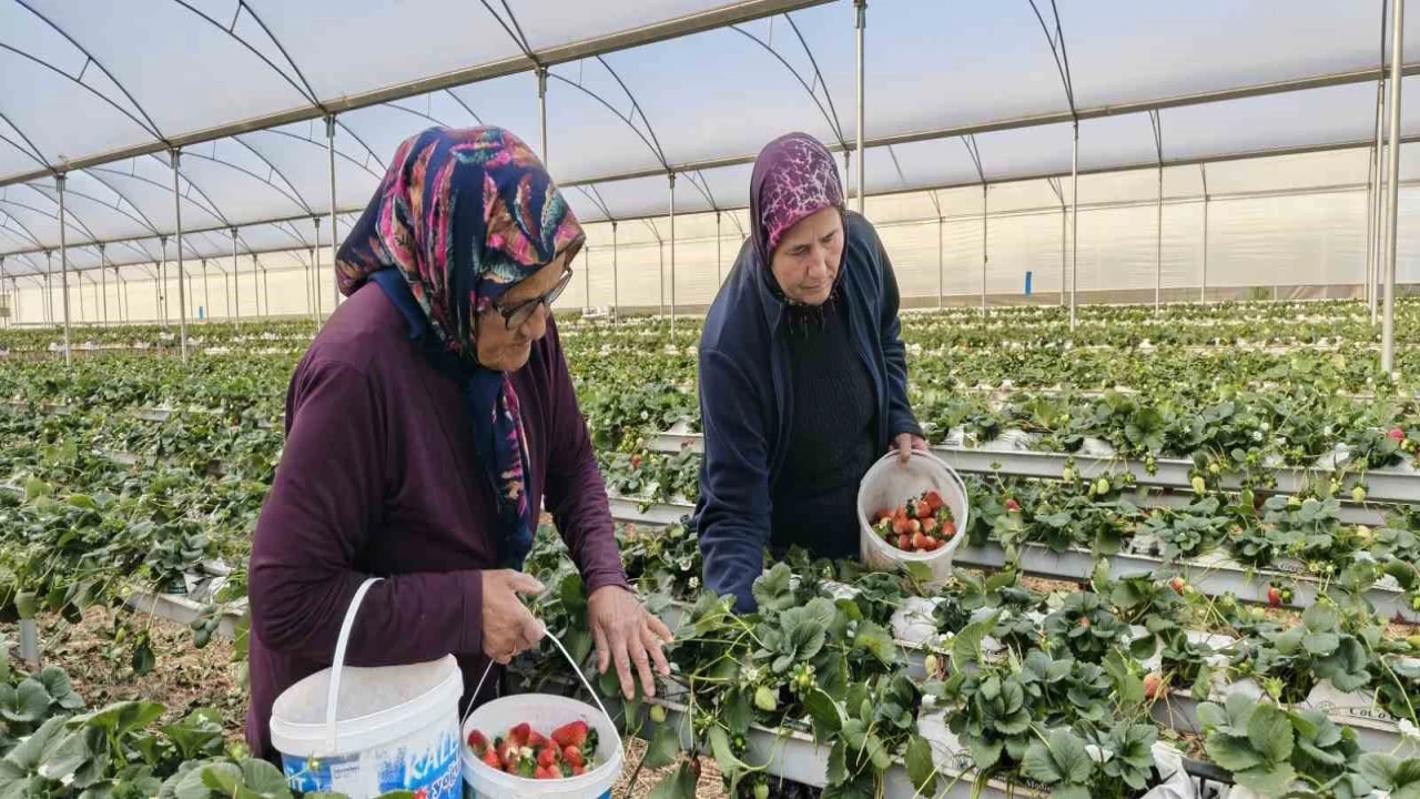 Kadınlar Gününü tarlada çalışarak kutladılar