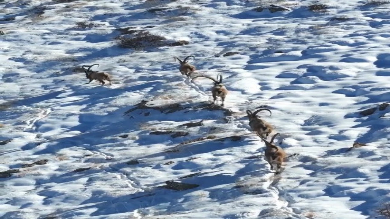 Kahramanmaraşta yaban keçileri görüntülendi