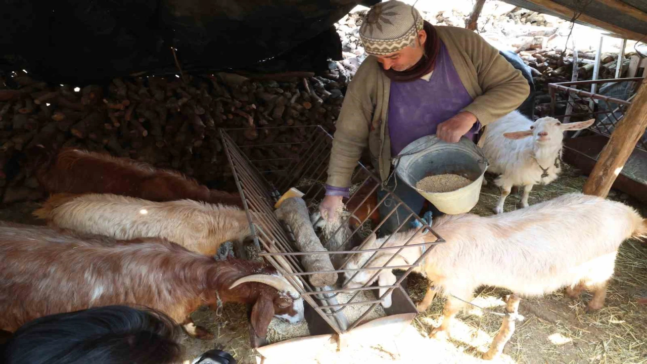 Korkutelinde yem ezme ve kırma makinesi üreticiye kolaylık sağlıyor