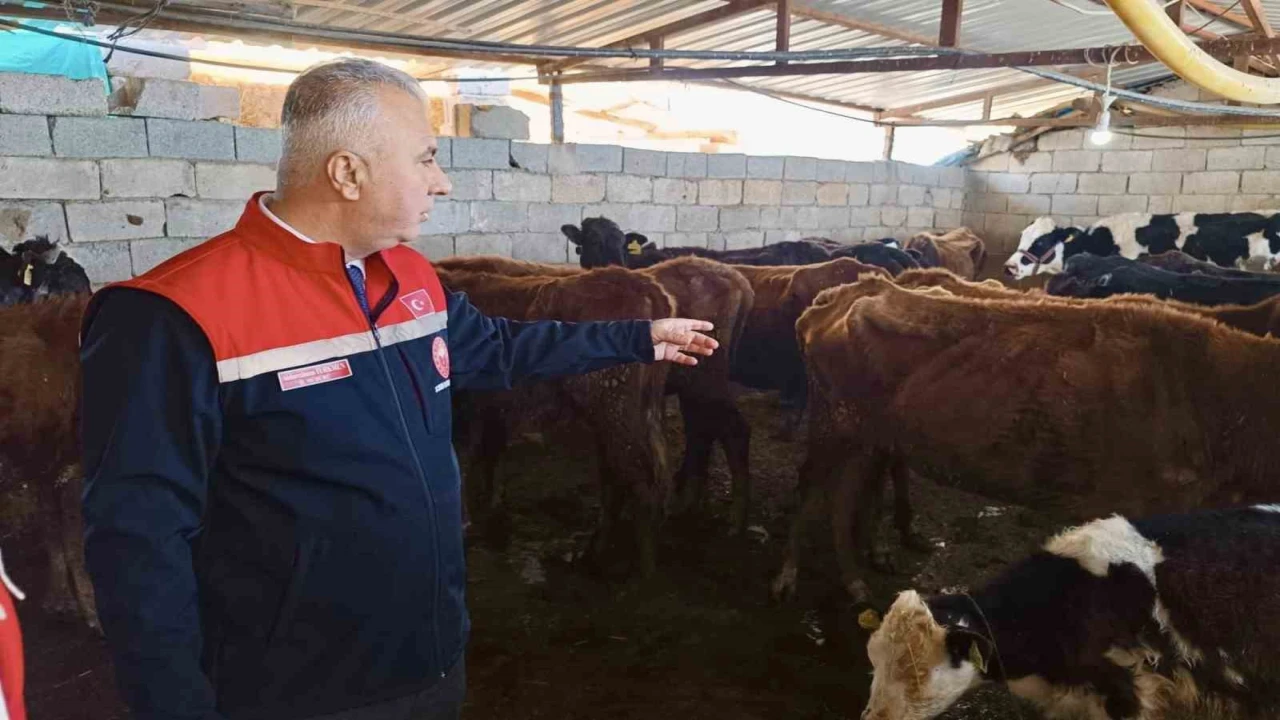 Kumluda yerli ırk hayvanlarla büyükbaş yetiştiriciliği yapan işletme incelendi