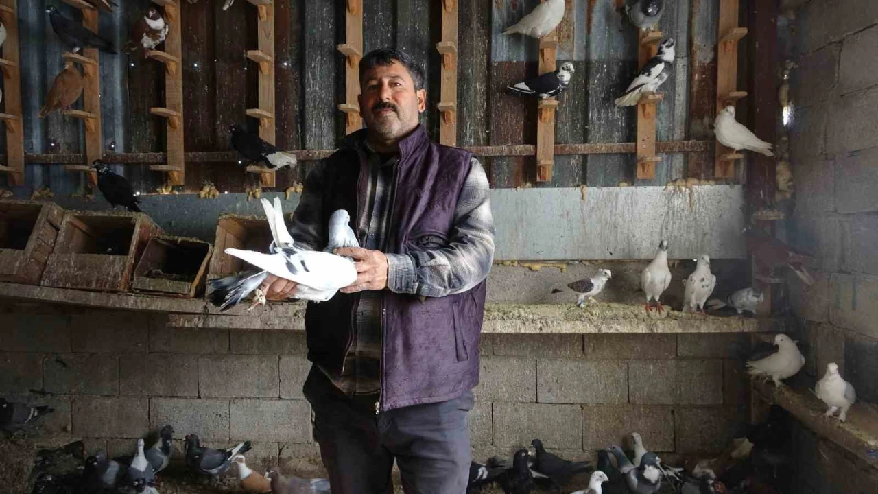 Kuzeninin 7 yaşındayken kendine verdiği güvercinle başlayan hevesini 45 yıldır yaşatıyor
