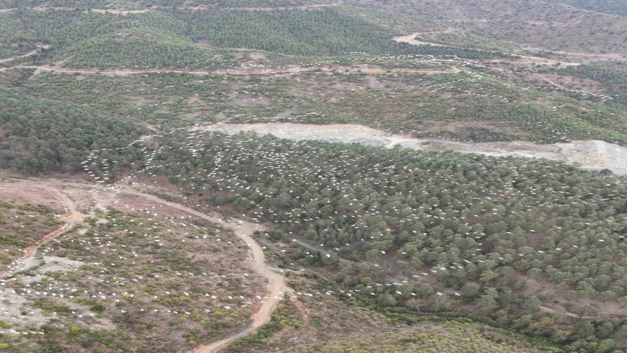 Mersinde ak pelikanların dansı görsel şölen sundu