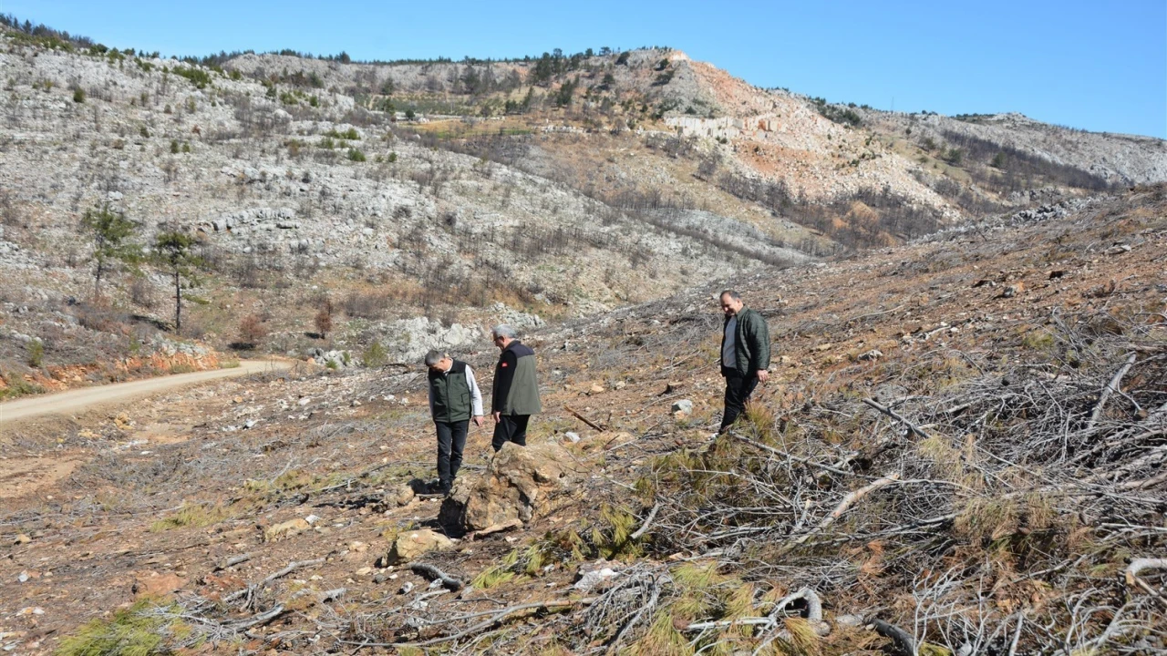Mersinde yangın sahalarında doğa yeniden canlanıyor