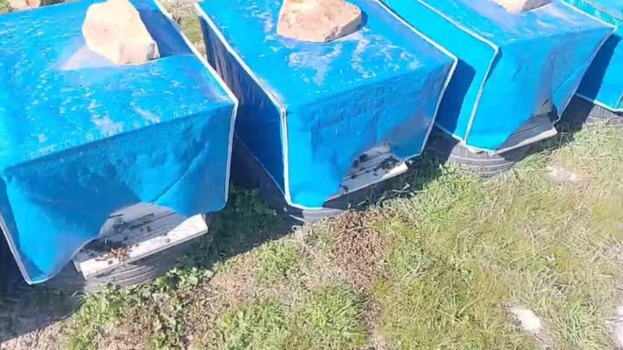 Mersinde zamansız zirai ilaçlama arıların ölümüne sebep oldu