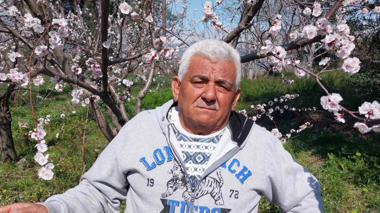 Mutta kayısı ağaçları adeta gelinliğe büründü