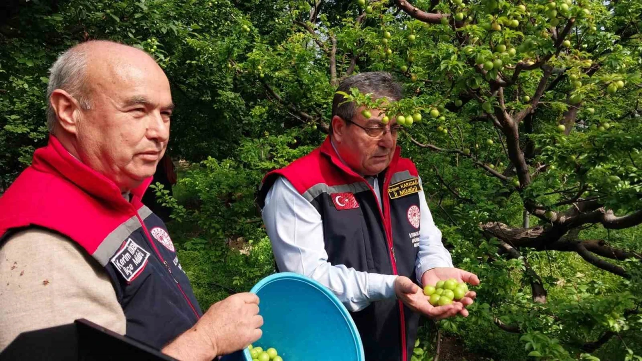 Mutta örtü altı erik hasadı başladı
