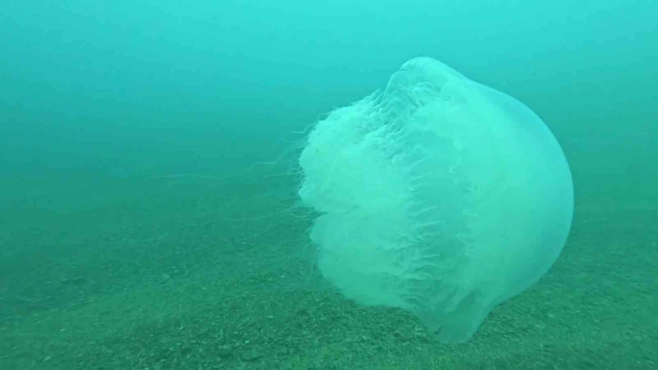 Poyraz, Akdenizdeki en büyük denizanası türünü Antalya Körfezine soktu