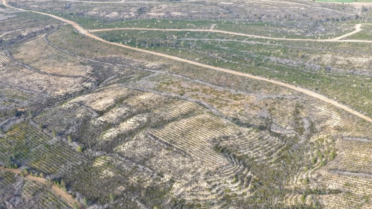 Sarıçamda 1 milyon 200 bin fidan toprakla buluşturuldu