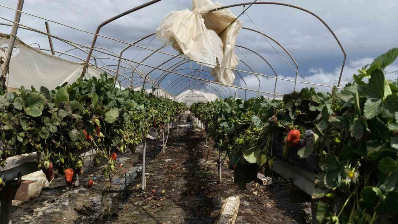 Silifkede hortum seraları yerle bir etti