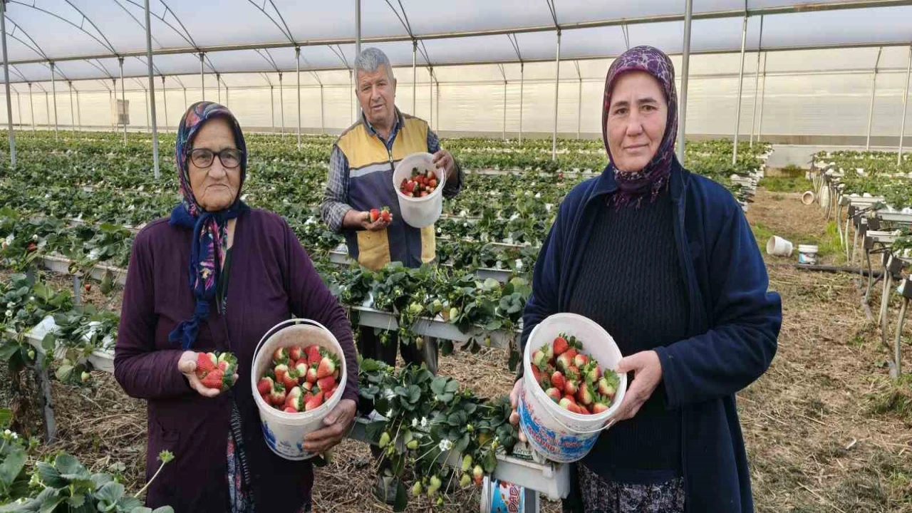 Silifkede örtü altı çilekte bahar hasadı: Kilosu 140 ile 160 TL arasında