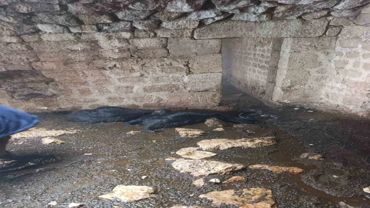 Tarsusta ahıra yıldırım düştü: 5 küçükbaş hayvan telef oldu