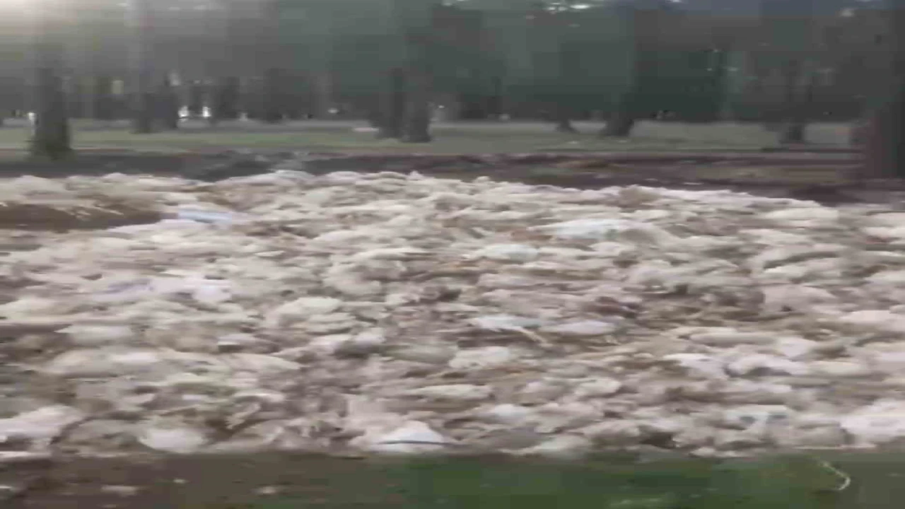 Tarsusta ölü tavuklar ormana atıldı