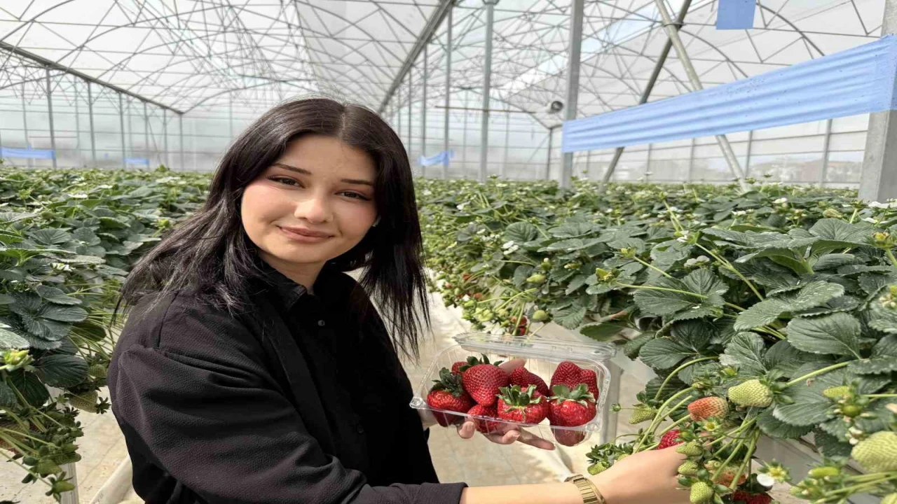 Tarsusta topraksız tarımda ilk çilek hasadı yapıldı