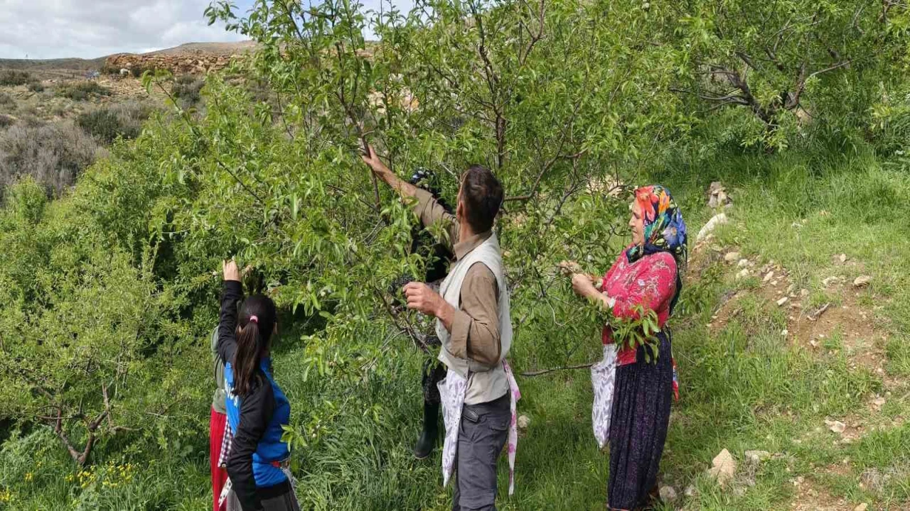 Turfanda çağla hasadı erken başladı