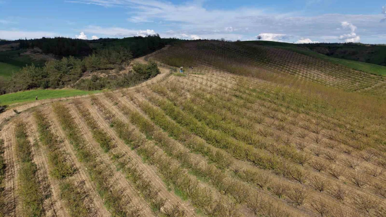 Adanada dolu kayısı bahçelerini vurdu, çağlalar yere döküldü