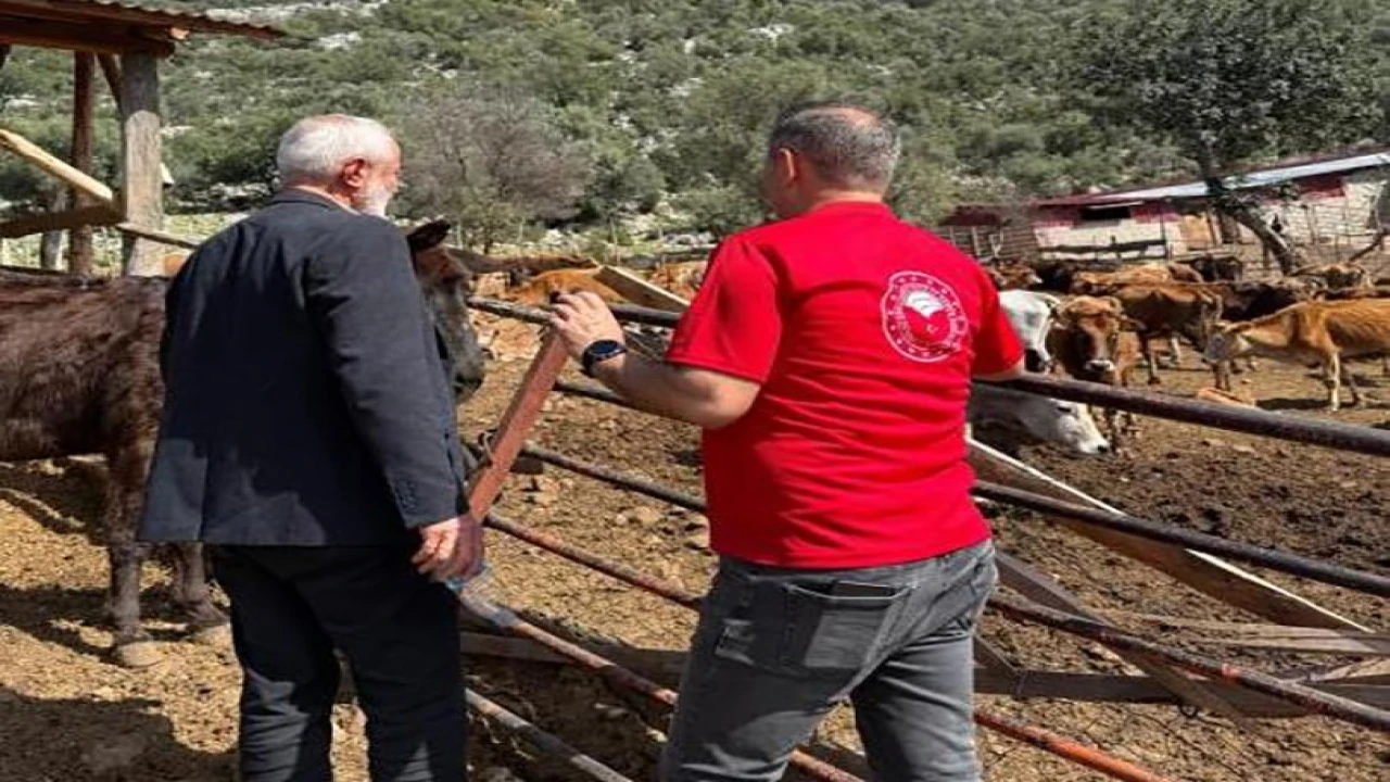 Adanada Güney Sarısı bereketi: Yerli ırk üreticinin yüzünü güldürüyor